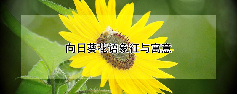 向阳花花语图片大全图片