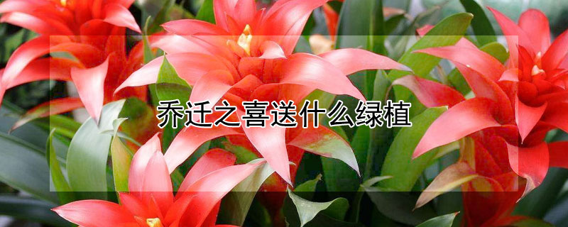 Ǩ֮ϲʲôֲǨ֮ϲЩֲ