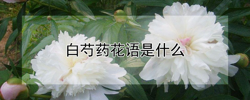 ҩʲôҩԢ