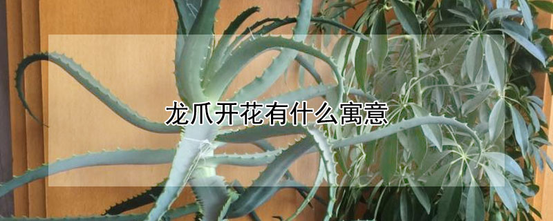צʲôԢ⣿צĺܣ