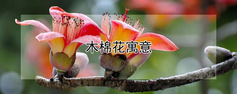 ľ޻Ԣʲôľ޻Ļﺬ