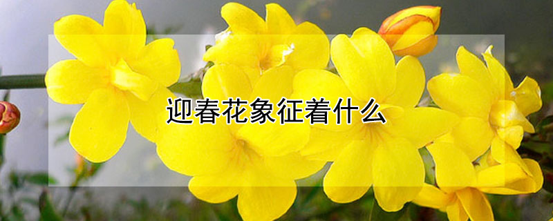 ӭʲôӭЩ壿