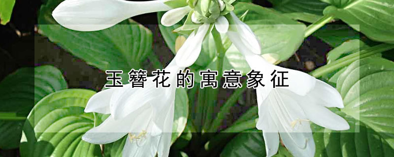Ԣʲôʲô