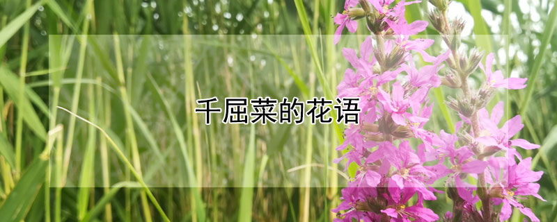 ǧ˵ĻʲôЩ壿