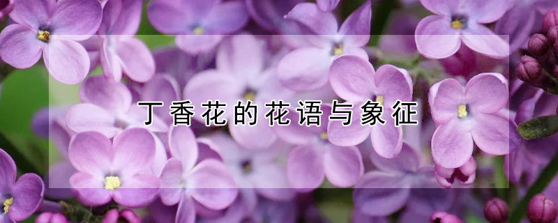 㻨Ļʲô㻨ʲôԢ⣿