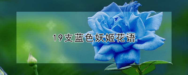 19֧ɫ19֧ɫʲôԢ⣩
