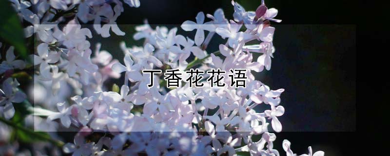 㻨Ļ㻨ʲôԢ⣩