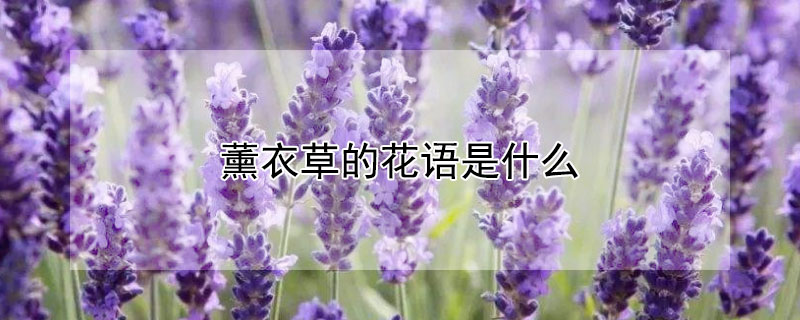 ޹²ݵĻʲô޹²Щ壿