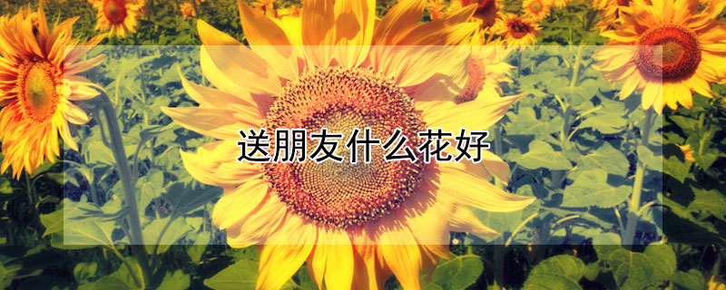 ʲôãʺЩ䣿
