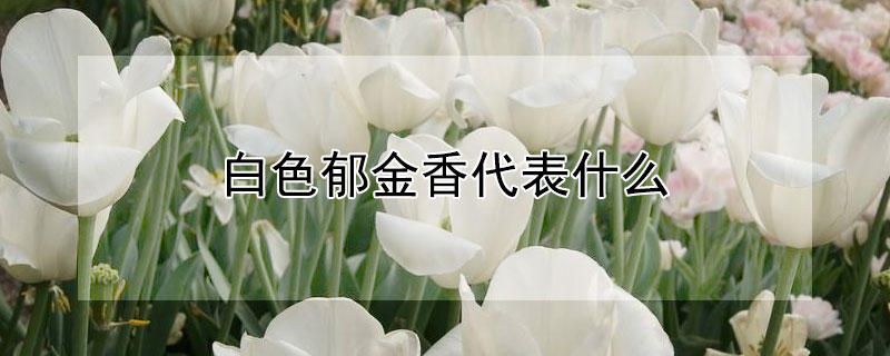 ɫʲô