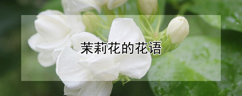 򻨵ĻЩ壩