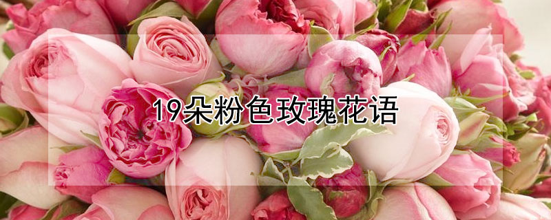 19ɫõ廨19ɫõЩԢ⣩