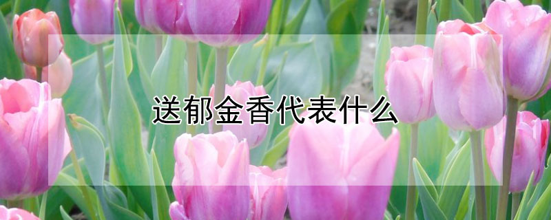 ʲôЩԢ⣿