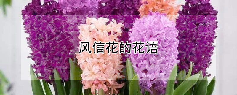 ŻĻŻԢ