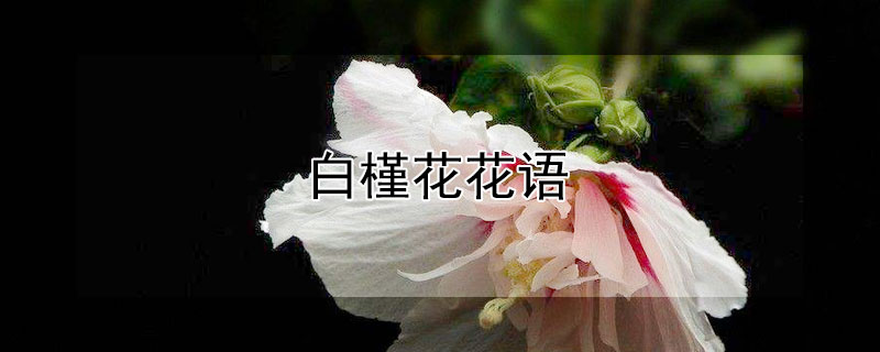 Ȼﺬʲô