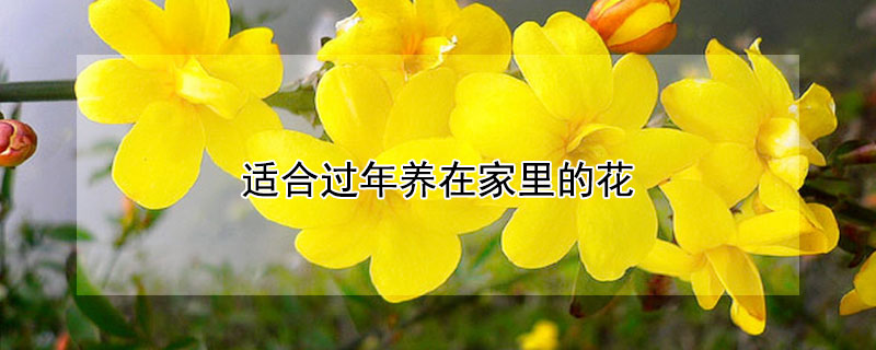 ʺϹڼĻЩ