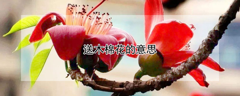 ľ޻˼ľ޻ʲô壿