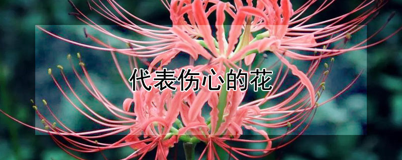 ĵĻЩ