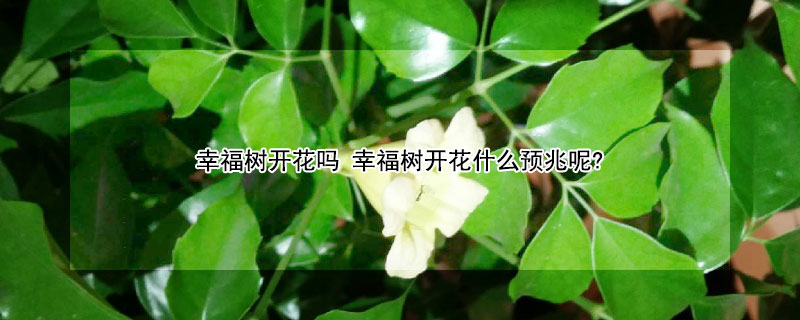 ҸĺҸʲôԤף