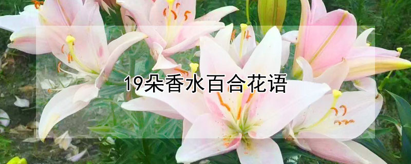 19ˮٺϻ19ˮٺʲôԢ⣿