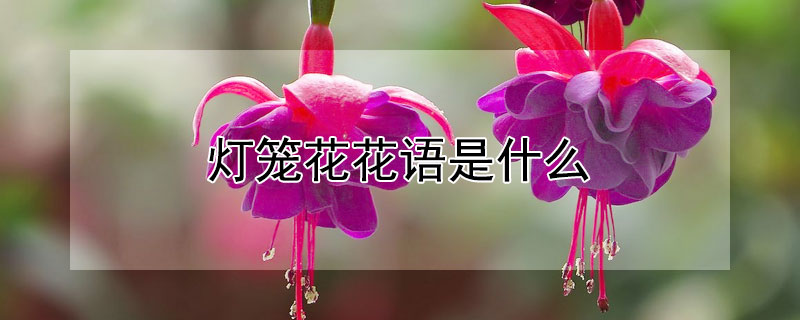 ĻʲôԢ⣩