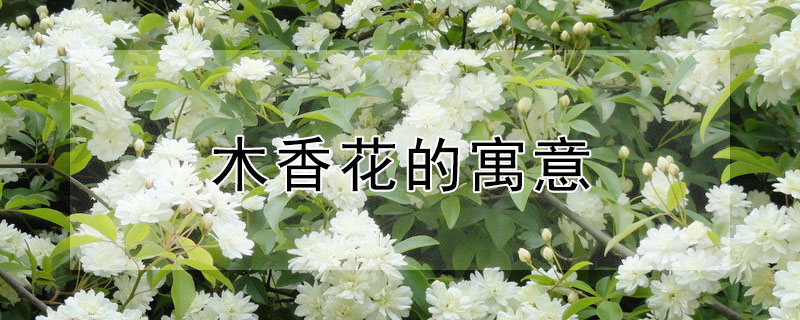 ľ㻨ʲôԢ⣿