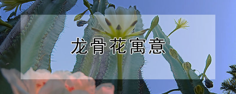 ǻԢʲô˼