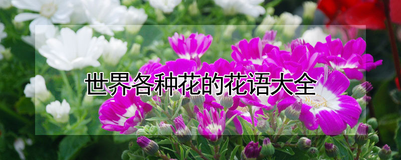 ֻĻȫֻĻʲô