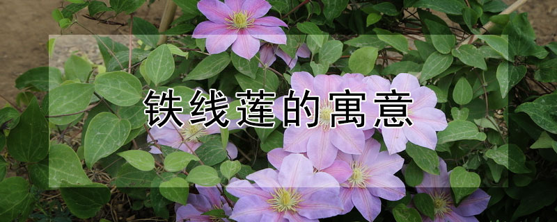 Ԣ⣬ʲô壿