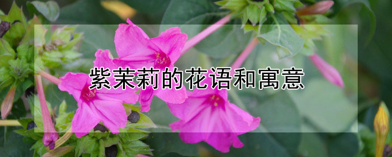 ĻԢʲô˼