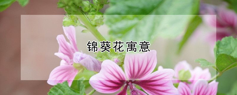 Ԣ⣬ʲô壿