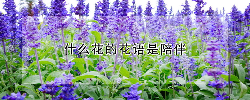 ʲôĻ飨ЩĻ飩