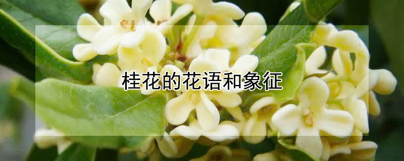 𻨵Ļʲô壿͸ʲôˣ