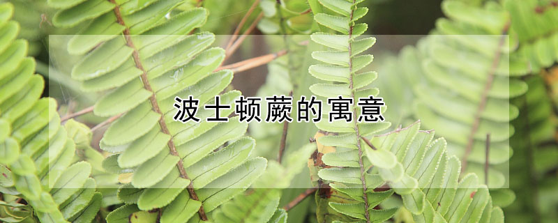 ʿާԢʲôʿާʲô壿