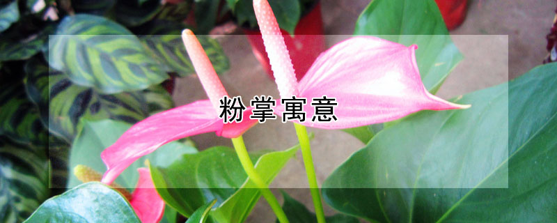 Ԣʲôʲô壿
