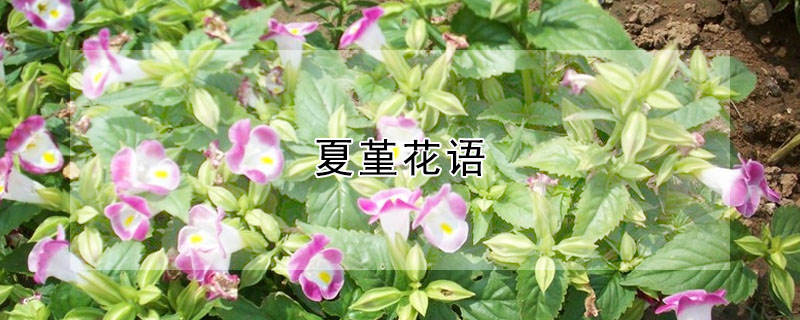Ｐʱʲô