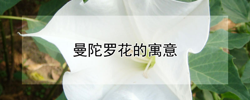 ޻Ԣ