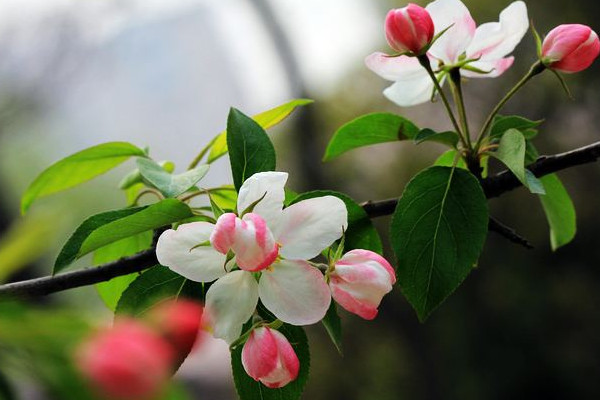 海棠花花語