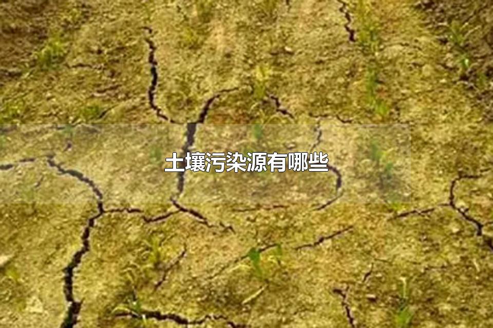 ȾԴЩ Ⱦô