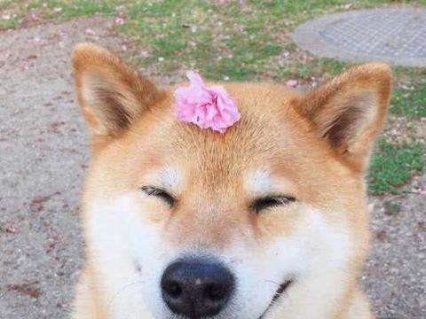 ĸףĩappа񡾵