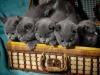 PSƬ˺ЧӣƬ˺Чͼ
