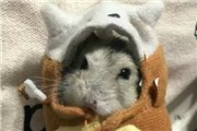 皮卡丘睡袋被小仓鼠抢占了【组图】 小仓鼠：冬天来了我也要睡袋！