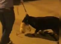 江西赣州泰迪遭大狗10秒咬死视频 罗威纳犬主人称出于同情可以赔偿
