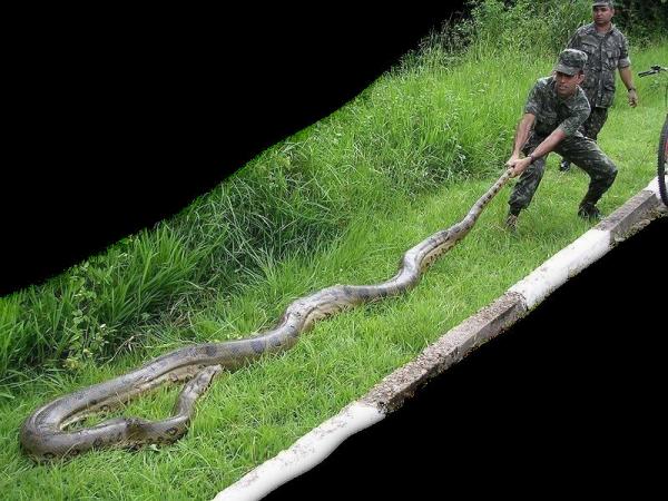 500米长巨型蟒蛇图片