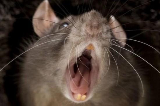 关于真实老鼠的表情包图片