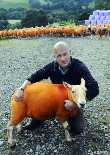 英国一男子为防羊被盗将800只羊喷成橙色