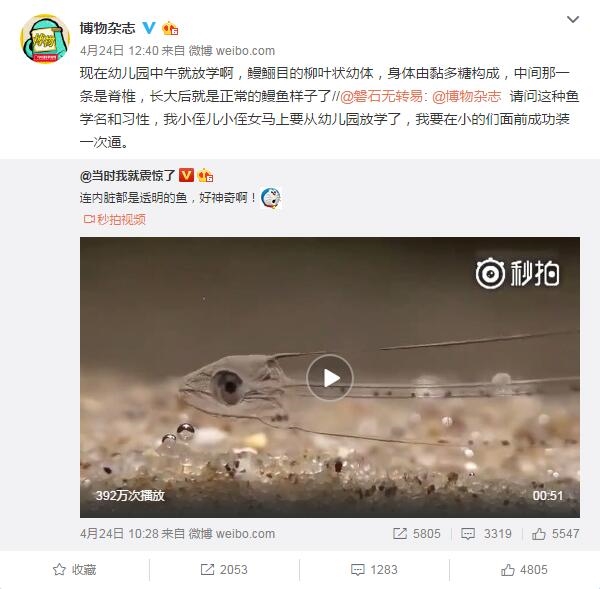 全身透明的鱼是什么鱼鳗鲡目幼体形状